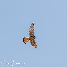 I7D 21485  Turmfalke mit Beute