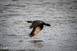I7D 24346  Kormoran