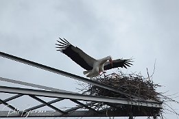 Weissstorch