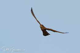 Turmfalke  Turmfalke