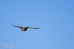 Die Ente meckert im Flug