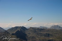 Steinadler  mittags um 12 auf dem Col de la Bonnette (2802m)