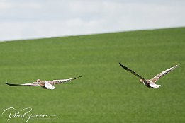 Gänse im Abflug