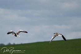 Gänse im Abflug