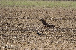 Spielerei - Bussard übt Angriff auf Krähe