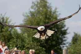 Weisskopf-Seeadler