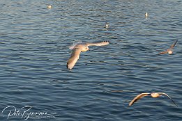 Möwe im Flug  Möve