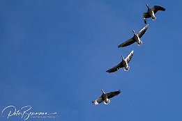 IMG 45185