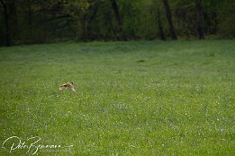 IMG 46428  Grünspecht im Schlosspark