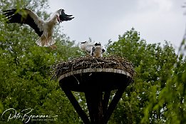 Weißstorch im Anflug