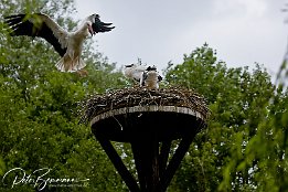 Weistorch im Anflug