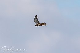 IR6 14562  Turmfalke