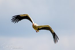 Weissstorch I7D 29713  Weißstorch