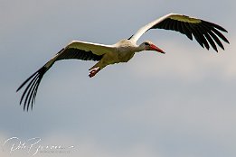 Weissstorch I7D 29714  Weißstorch
