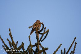 IMG 12439