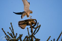 IMG 12441