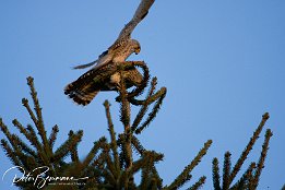 IMG 12442