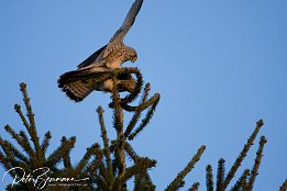 IMG 12443