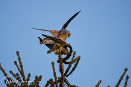 IMG 12444