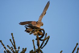 IMG 12445
