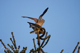 IMG 12446