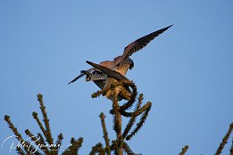 IMG 12447