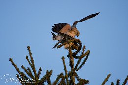 IMG 12448