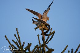 IMG 12449