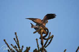 IMG 12450