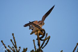 IMG 12451