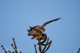 IMG 12452