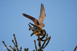 IMG 12453