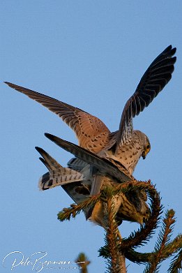 IMG 12454-2