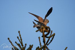 IMG 12454