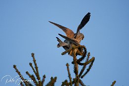 IMG_12454