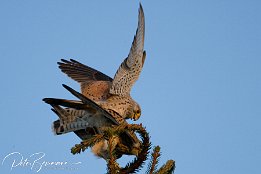 IMG 12455-2