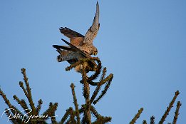 IMG 12455