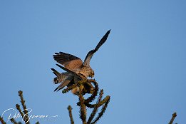 IMG 12456