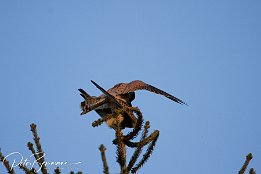 IMG 12458