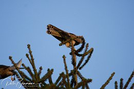 IMG 12459