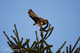 IMG 12460