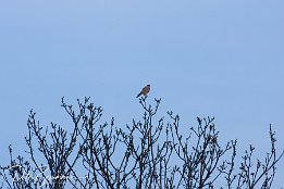 IMG 12464