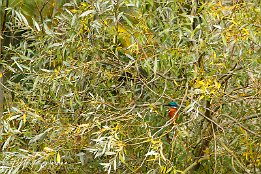 IMG_7D_08268
