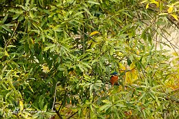 IMG_7D_08297