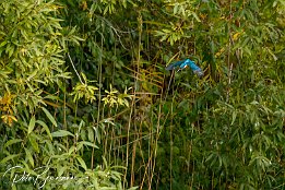 IMG_7D_08305