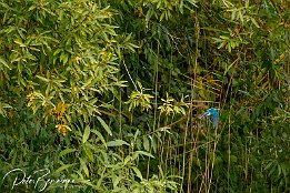 IMG_7D_08306
