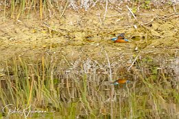 IMG_7D_08312 Eisvogel - Spiegelbild. Ich denke, das ist mein Volltreffer im heutigen 
