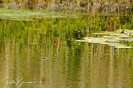 IMG_7D_08365 Eisvogel - im Tiefflug bers Wasser und am Schwan vorbei. Schau Dir die ganze Serie an.