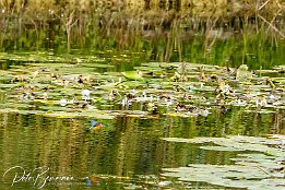 IMG_7D_08367 Eisvogel - im Tiefflug bers Wasser und am Schwan vorbei. Schau Dir die ganze Serie an.