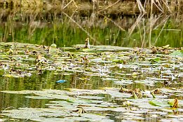 IMG_7D_08368 Eisvogel - im Tiefflug bers Wasser und am Schwan vorbei. Schau Dir die ganze Serie an.
